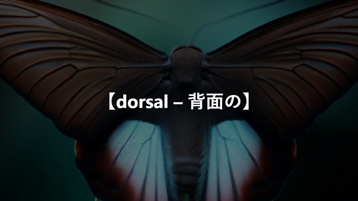 【dorsal – 背面の】