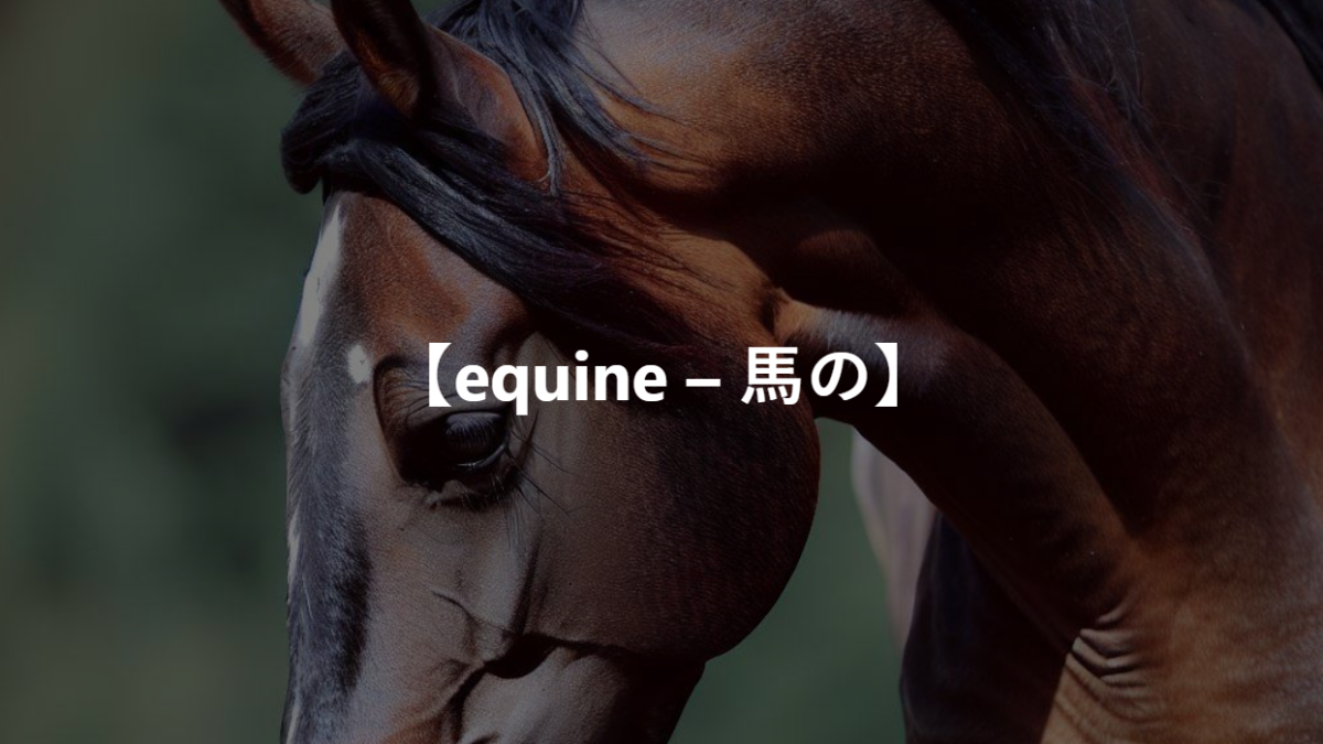 【equine – 馬の】