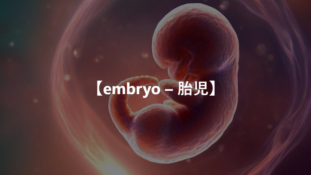 【embryo – 胎児】