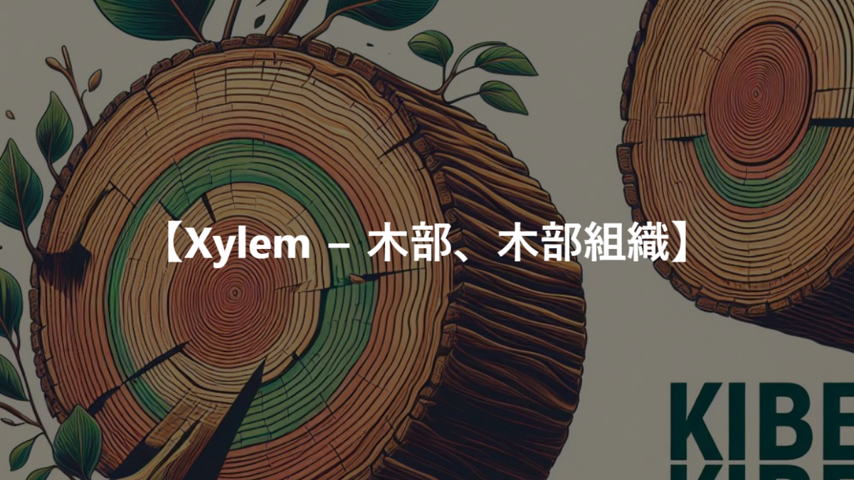 【Xylem − 木部、木部組織】