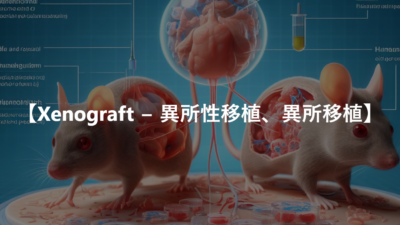 【Xenograft − 異所性移植、異所移植】