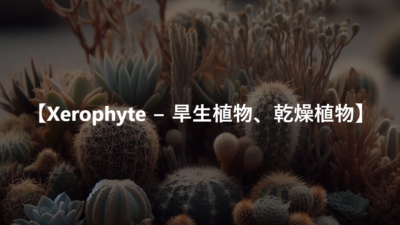 【Xerophyte − 旱生植物、乾燥植物】