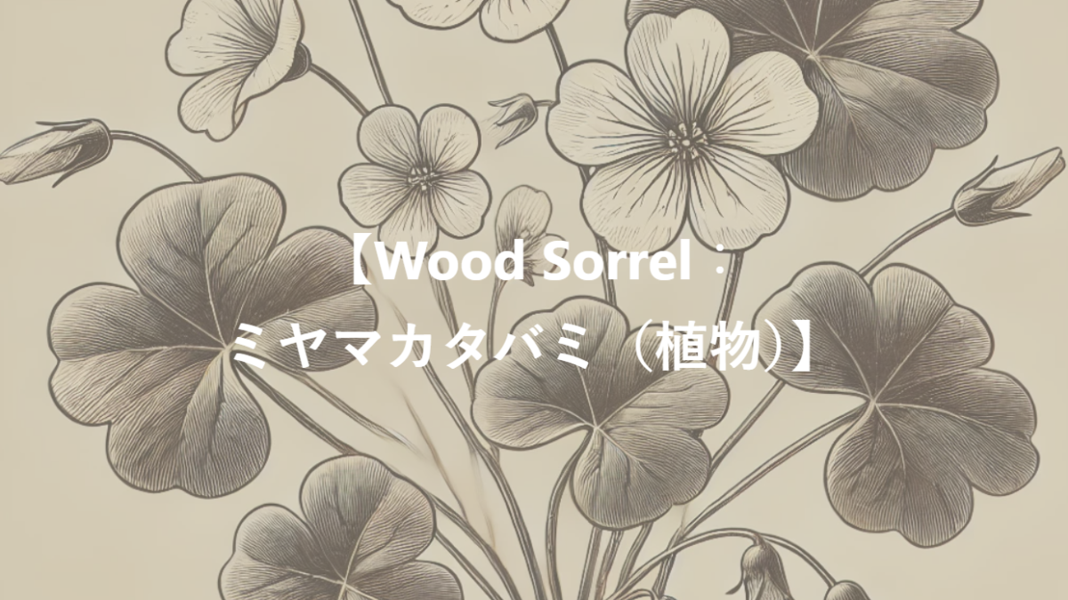 【Wood Sorrel：ミヤマカタバミ（植物）】